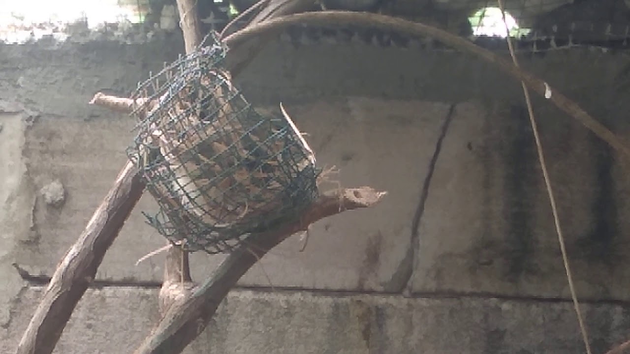 Burung prenjak membuat sarang 
