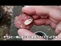 公園でどんぐり拾う動画