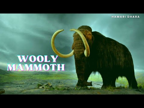 वीडियो: क्या ऊनी मैमथ हाथियों से संबंधित हैं?