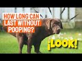 🐶¿HOW LONG can a DOG last without POOPING?💩
