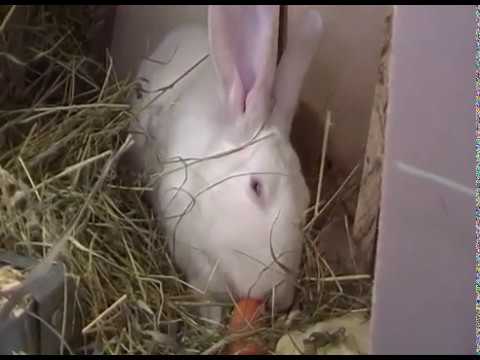 ბოცვერი \"ბელკას\" სადედეს დათვალიერება დაყრიდან მე-2 დღეს! 19/12/19