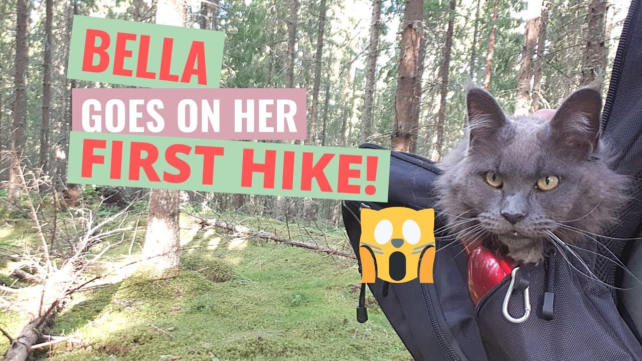 Bringing our cat on a hike! YouTube