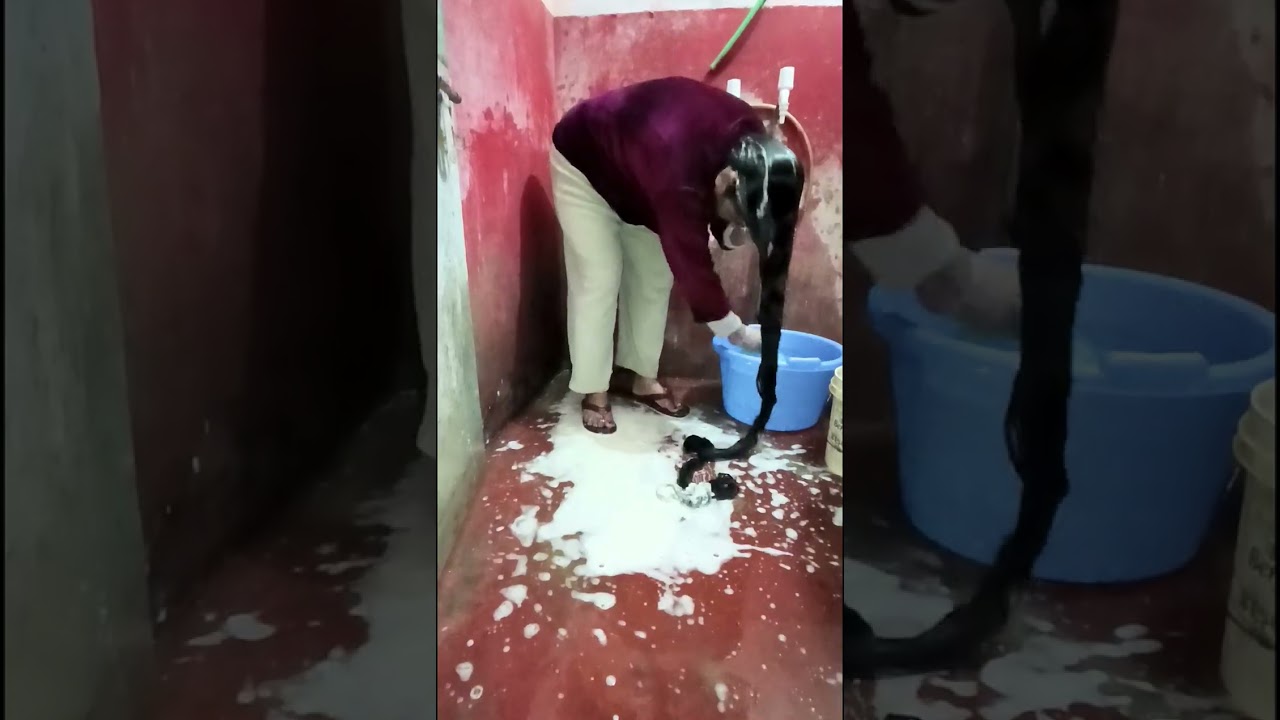 6 #feet #longhair #washing #very #silky #smooth #longhair #indian #women 🇮🇳✨👌