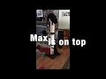 Funny Cute Cats Playing - Mumbai Chased Max up the largest cat scratching post.