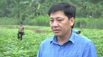 Hiệu quả từ trồng bí ngô bao tử