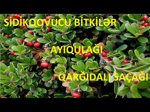 Video: Adi Qarğıdalı (Senecio Vulgaris) - Həyat Verən Bitki