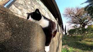 野良猫「あーだりぃー」　塀の上で伸びるハチワレ猫