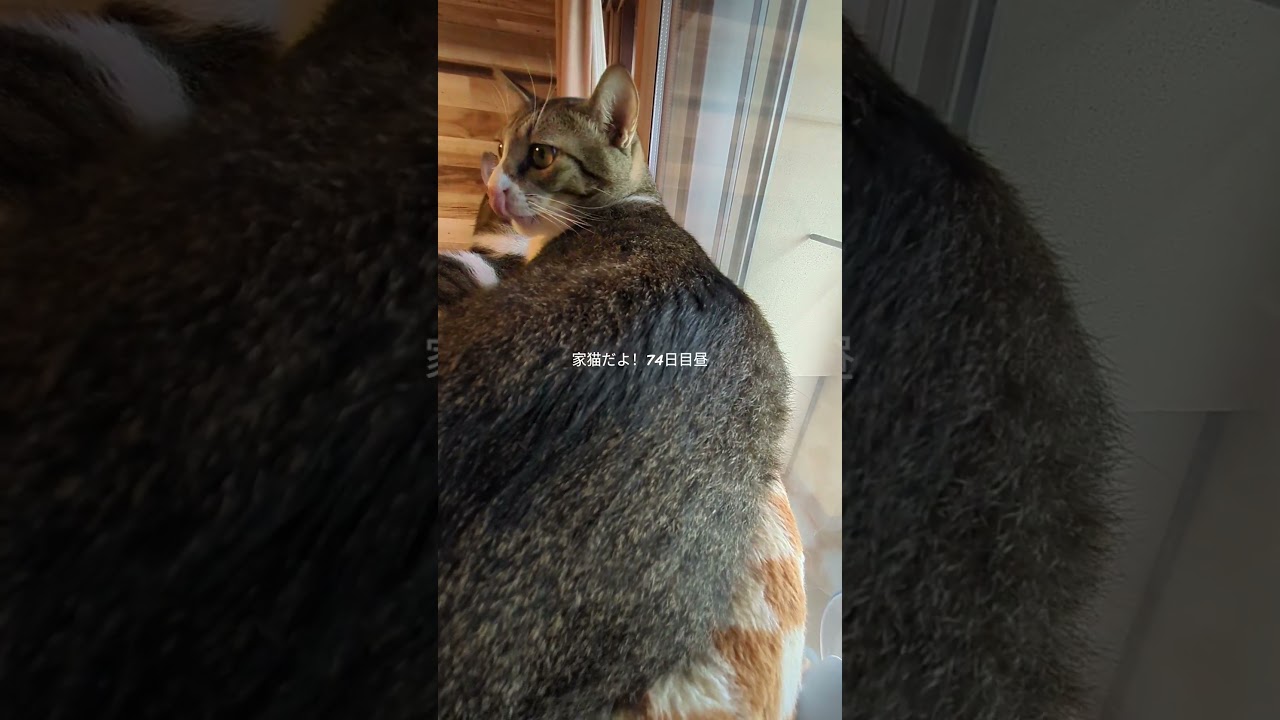 家猫だよ！74日目昼 #兄弟猫 #猫のいる暮らし #保護猫 - YouTube