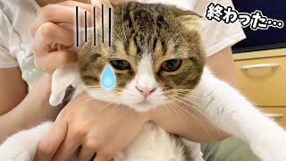 🐈ママに捕獲されてガチ凹みする猫