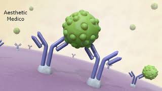 Type 1 Hypersenstivity (Animation) #immunology screenshot 4