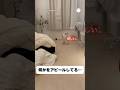 犬が必死に欲しがっていた物がこちら… #ポメラニアン #犬　#かわいい犬 #かわいい #面白い犬