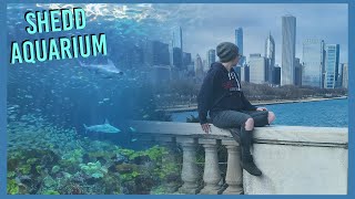 Chicago Aquarium | Shedd Aquarium