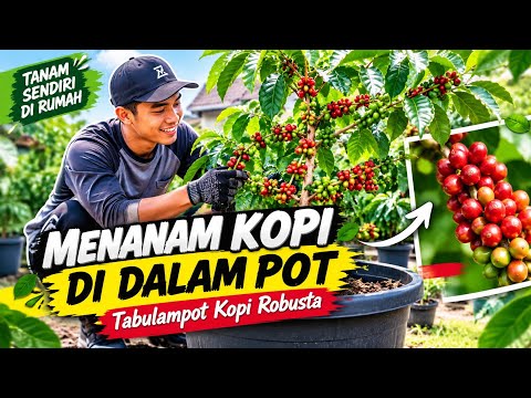 Container-Grown Robusta Coffee || Growing Coffee in Pots