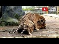 Proses perkawinan harimau loreng