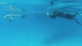 Swimming with dolphins in the Bahamas