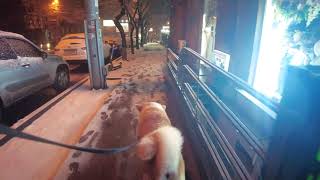 Walk my Japanese Akita with me in snow night. March 20,  4K 60fps Walking in Yerevan. Binaural