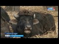 У Астраханцев есть возможность приобретать мясо и молоко буйволов