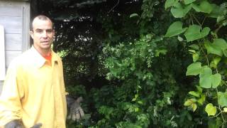 Poison Ivy Removal Tips To Do It Yourself.