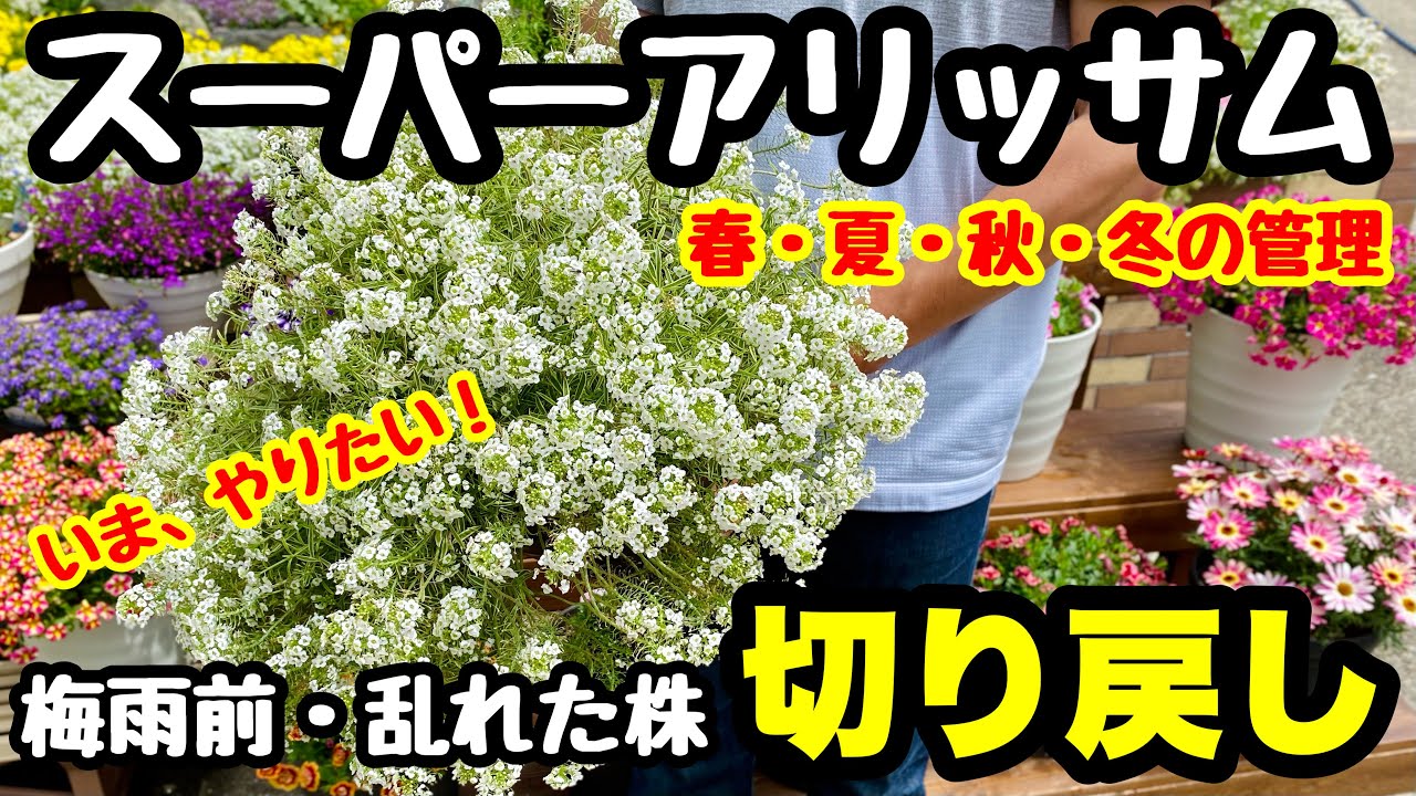 スーパーアリッサム の切り戻し 梅雨前 乱れた株のリフレッシュ Youtube