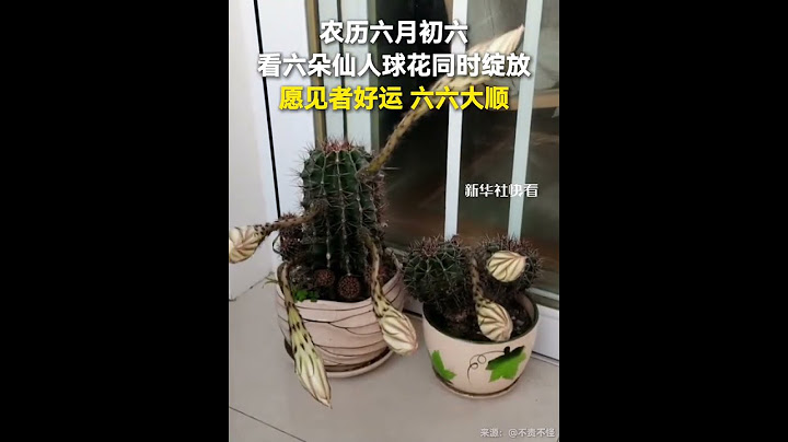 农历六月初六，看六朵仙人球花同时绽放。愿见者好运、六六大顺！#六月初六 #六六大顺 #好运
