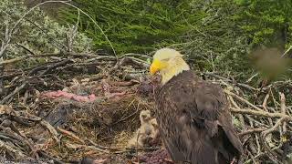 Sauces Bald Eagles - Channel Islands Cam 03-22-2018 14:18:08 - 15:18:09