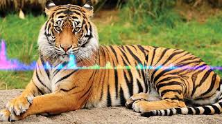 Download Lagu வரிபுலி வன்னி காட்டிலெ வழந்தது சினம் கொண்டு வேட்டையாடவெ vari PULI vanni kattile valanthathu song 😍 MP3 Download Lagu வரிபுலி வன்னி காட்டிலெ வழந்தது சினம் கொண்டு வேட்டையாடவெ vari PULI vanni kattile valanthathu song 😍 MP3