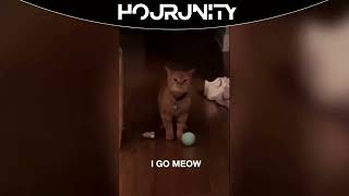 1 HOUR | I Go Meow #tiktok by HourUNITY 1,538 views 3 days ago 1 hour