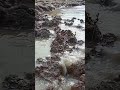 Dikoi aroi #riverside natural water 💦🌊 whatsapp status video with hindi songs #short#video