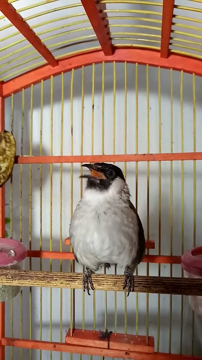 Langsung Kutilang aktif merespon bunyi keras emosi  #burung #kutilang #suarakutilang #kicaumania