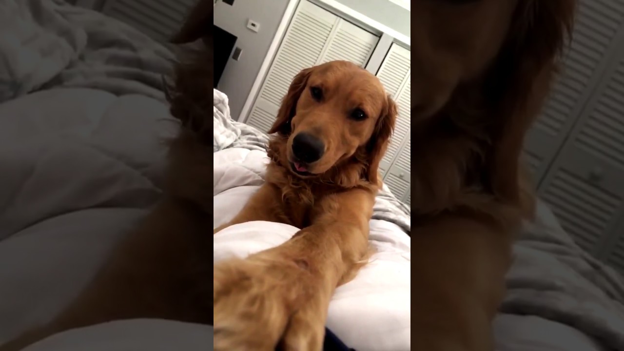 Why Do Golden Retrievers Put Their Paw On You