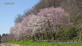 里山の桜 🤍 - find_new_okayama - 岡山後楽園 園内には、岡山の桜開花の