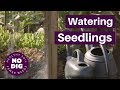 Watering seedlings. Methods, times of day, how much water & time between watering