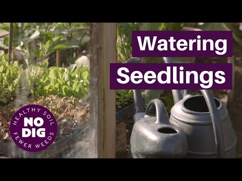 Video: Koľko vody potrebujú vŕby?