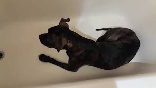 Bath Time For Pheniox The Black Brindle Pitbull