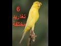 أنواع طيور الكناري المغردة - les canaris chanteurs