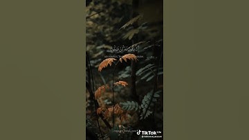 القرآن الكريم /الراحة النفسية