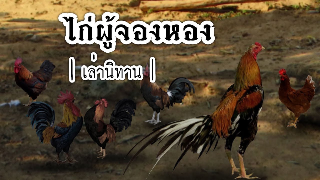 เล่านิทาน EP.92 | ไก่ผู้จองหอง | สรุปเนื้อหาที่เกี่ยวข้องจองหองที่มีรายละเอียดมากที่สุด