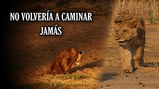 el LEÓN QUE NUNCA SE RINDIÓ Junior de Ruaha