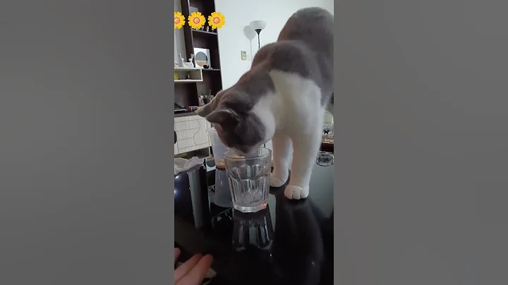 Video 11581371: british shorthair cat cutecat, shorthair kitten britishshorthair cat, british shorthair kittens playing