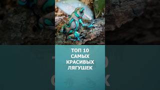 Топ-10 Самых Красивых Лягушек В Мире #Шортс #Топ10 #Лягушки #Ютубшортс #Земноводные #Рептилии