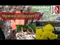 Чужие атакуют сад и огород! А такие ли уж они чужие - грибы и слизевики?