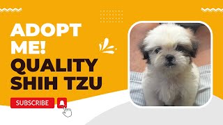 ADOPT ME! | SHIH TZU PUPPY | SUPER MARCOS VLOGS by Super Marcos 126 views 1 year ago 1 minute, 17 seconds