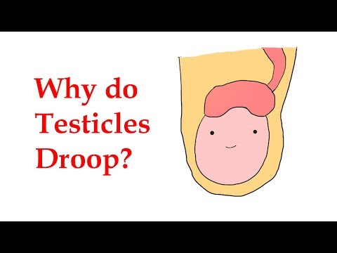 Why do testicles move up and down.