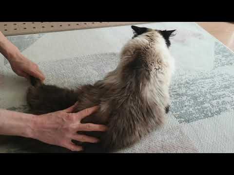 Видео: Паралич спинного мозга у кошек