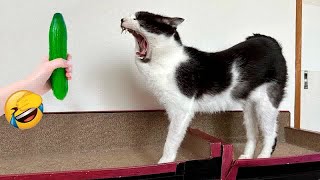 ❤ Funniest Cats and Dogs Videos  New Funny Animals 2024 #17