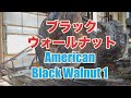 久しぶりのブラックウォールナットの製材です。American Black Walnut Sawing!!