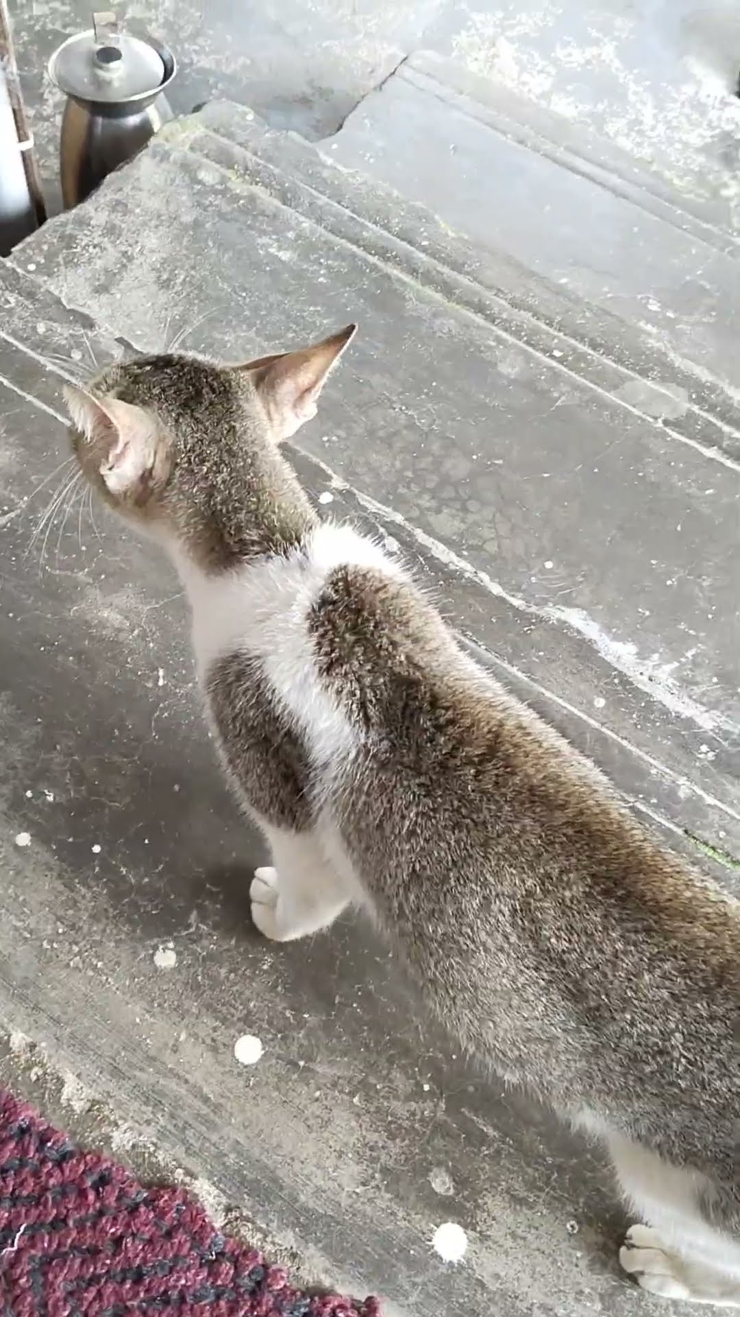 🐕செல்ல பிராணிகள் வீடியோ🐈 - ShareChat