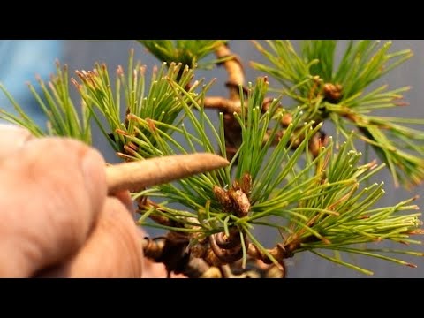 How to maintain the size of a Japanese white pine [With subtitles