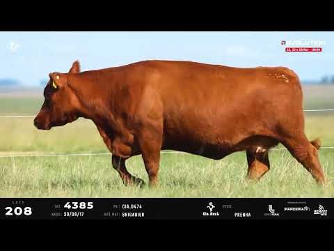 LOTE 208   TAT 4385 F Red Angus