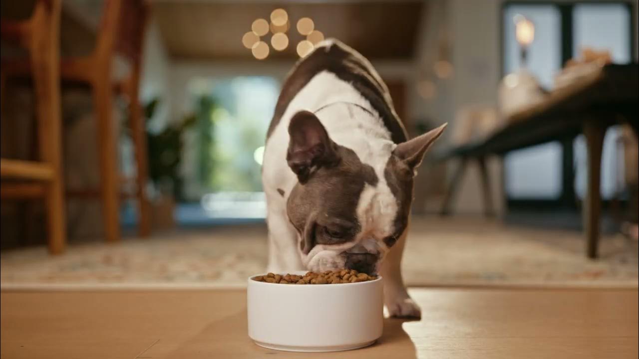 Jinx Commercial Dog People Get It Sacrifices [015s] YouTube